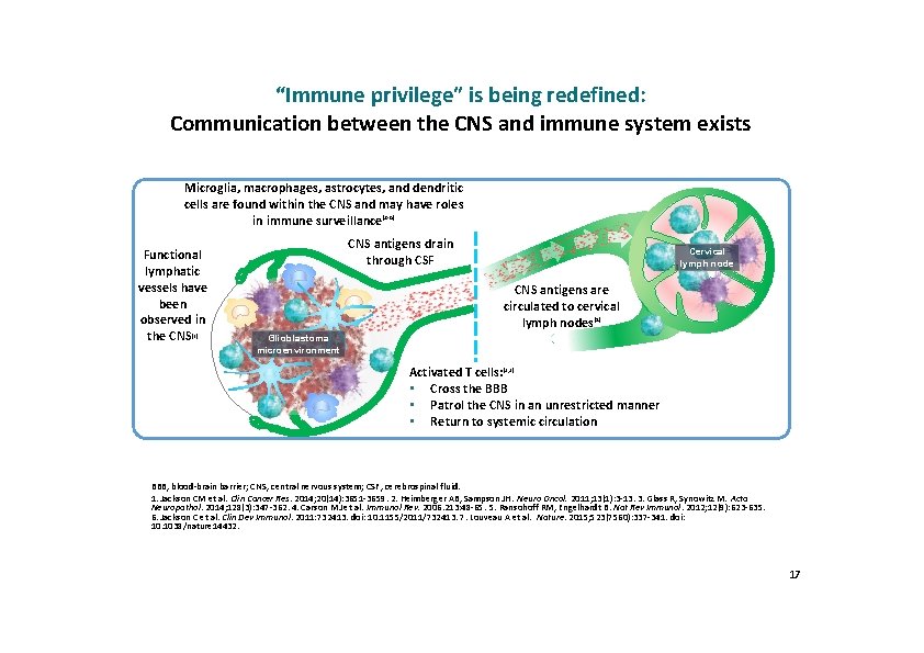 “Immune privilege” is being redefined: Communication between the CNS and immune system exists Microglia,