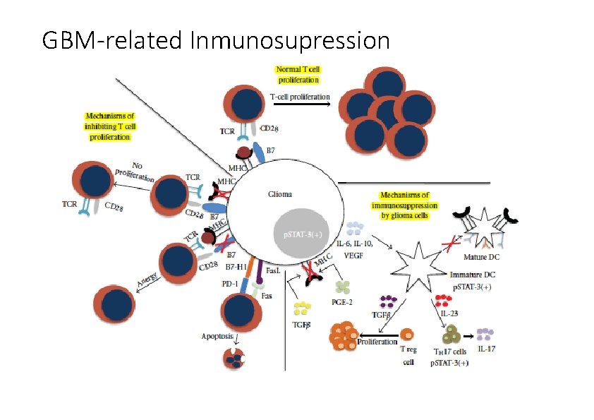 GBM-related Inmunosupression 