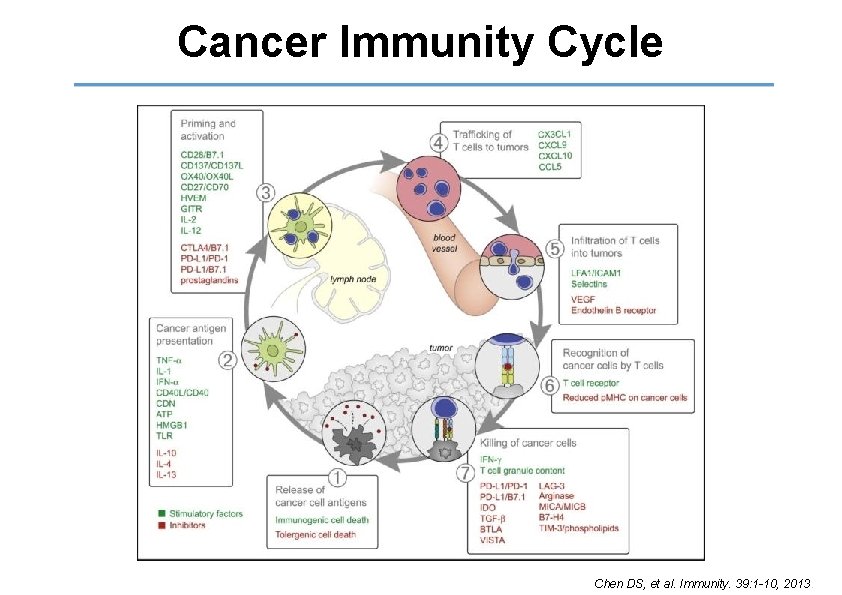 Cancer Immunity Cycle Chen DS, et al. Immunity. 39: 1 -10, 2013. 