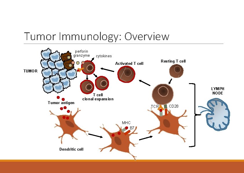 Tumor Immunology: Overview perforin granzyme cytokines Resting T cell Activated T cell TUMOR Tumor