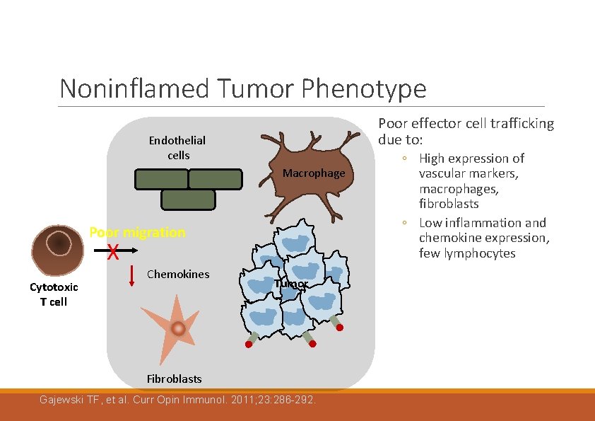 Noninflamed Tumor Phenotype Poor effector cell trafficking due to: Endothelial cells Macrophage Poor migration