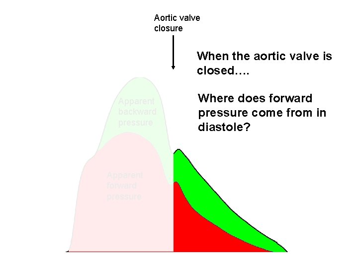 Aortic valve closure When the aortic valve is closed…. Apparent backward pressure Apparent forward
