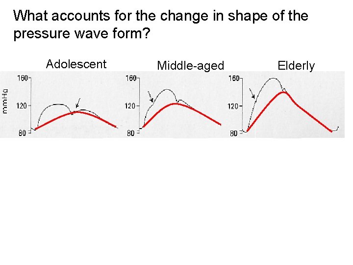 What accounts for the change in shape of the pressure wave form? Adolescent Middle-aged