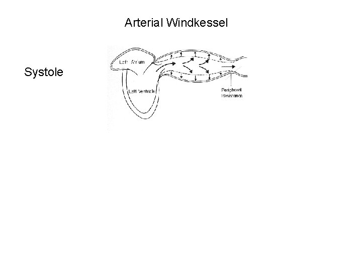 Arterial Windkessel Systole 