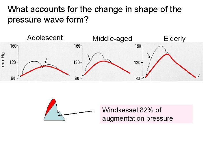 What accounts for the change in shape of the pressure wave form? Adolescent Middle-aged