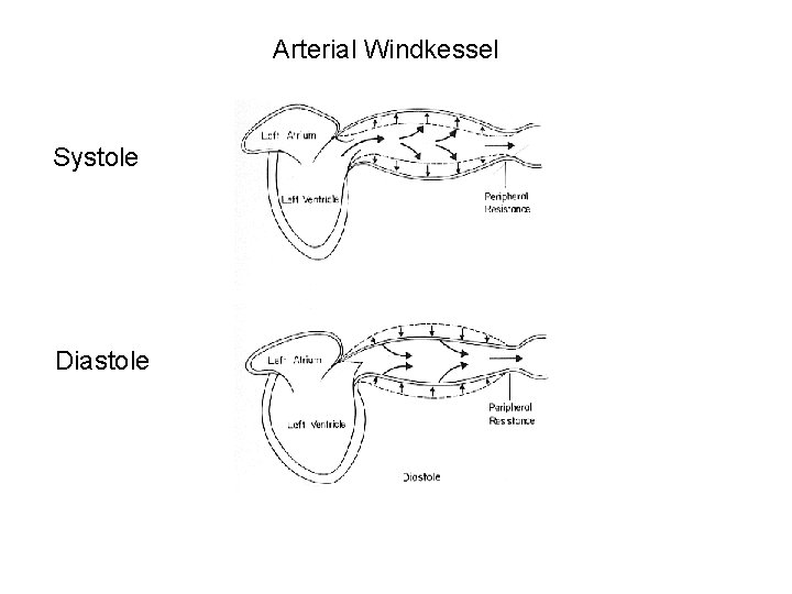 Arterial Windkessel Systole Diastole 