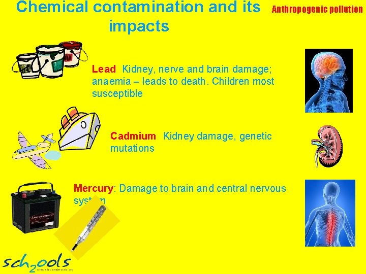 Chemical contamination and its impacts Anthropogenic pollution Lead: Kidney, nerve and brain damage; anaemia Chemical contamination and its impacts Anthropogenic pollution Lead: Kidney, nerve and brain damage; anaemia