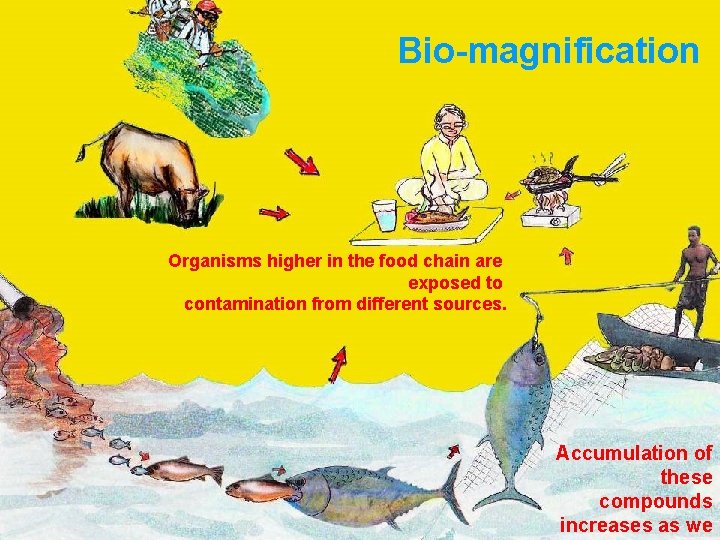 Bio-magnification Organisms higher in the food chain are exposed to contamination from different sources.