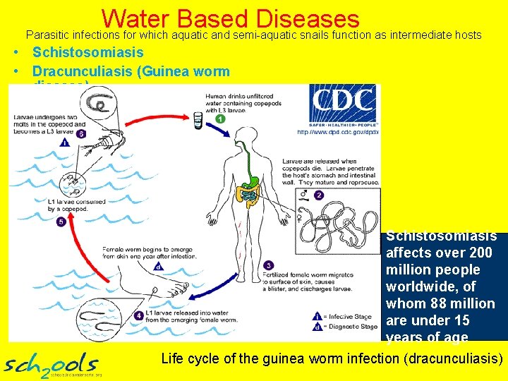 Water based Water Based Diseases Parasitic infections for which aquatic and semi-aquatic snails function