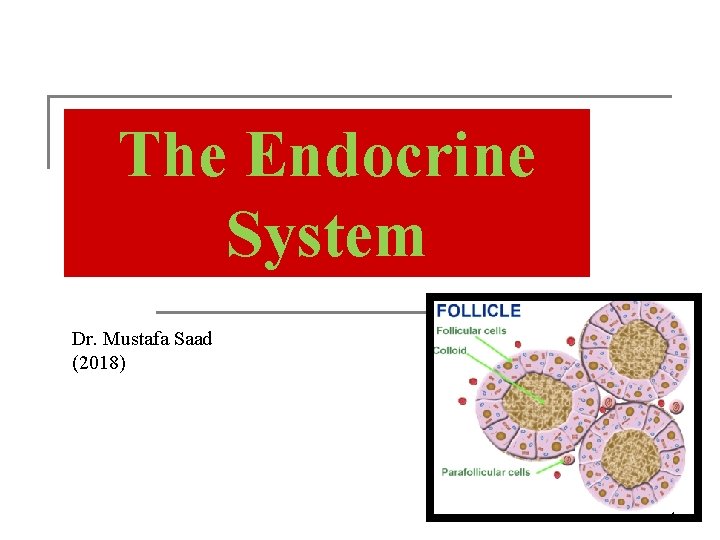 The Endocrine System Dr. Mustafa Saad (2018) 1 