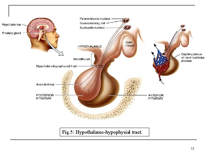 Fig. 5: Hypothalamo-hypophysial tract. 11 