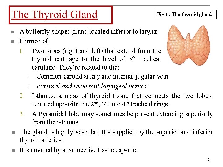 The Thyroid Gland n n Fig. 6: The thyroid gland. A butterfly-shaped gland located