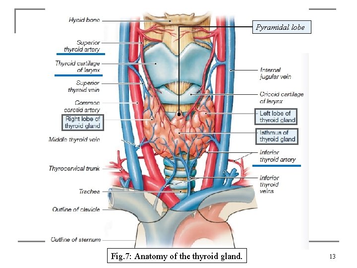 Pyramidal lobe Fig. 7: Anatomy of the thyroid gland. 13 