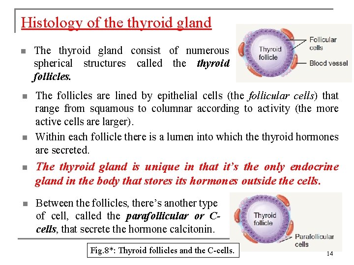 Histology of the thyroid gland n The thyroid gland consist of numerous spherical structures Histology of the thyroid gland n The thyroid gland consist of numerous spherical structures
