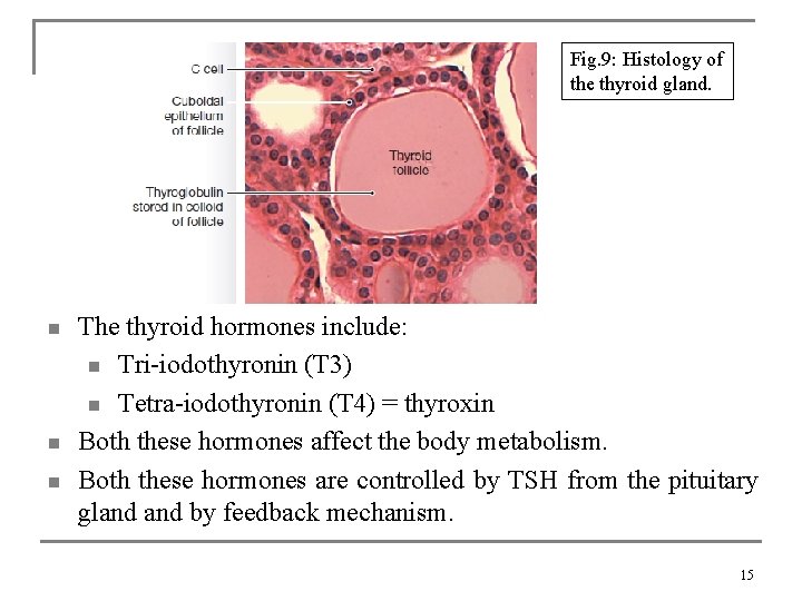 Fig. 9: Histology of the thyroid gland. n n n The thyroid hormones include: