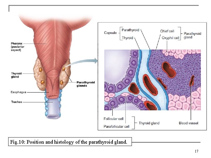 Fig. 10: Position and histology of the parathyroid gland. 17 