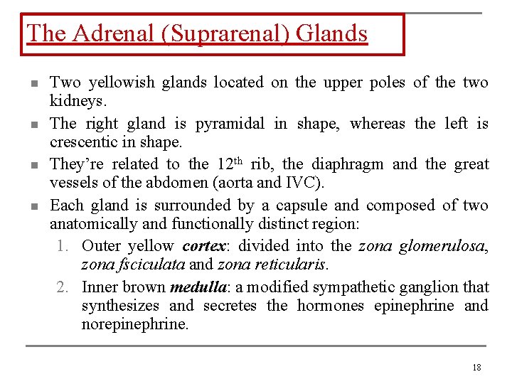 The Adrenal (Suprarenal) Glands n n Two yellowish glands located on the upper poles