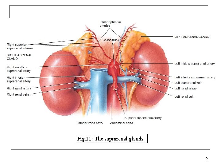 Fig. 11: The suprarenal glands. 19 