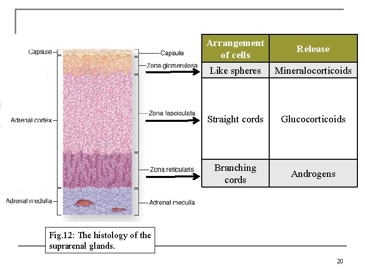 Arrangement of cells Release Like spheres Mineralocorticoids Straight cords Glucocorticoids Branching cords Androgens Fig.