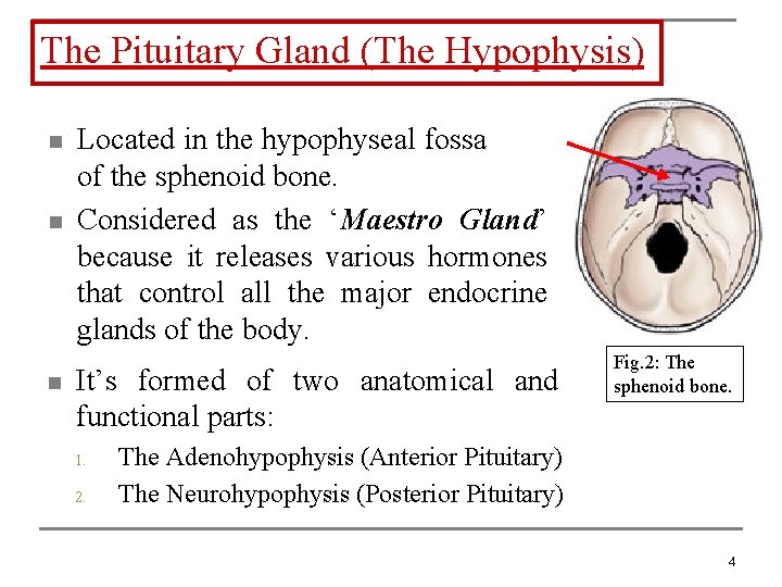 The Pituitary Gland (The Hypophysis) n n n Located in the hypophyseal fossa of