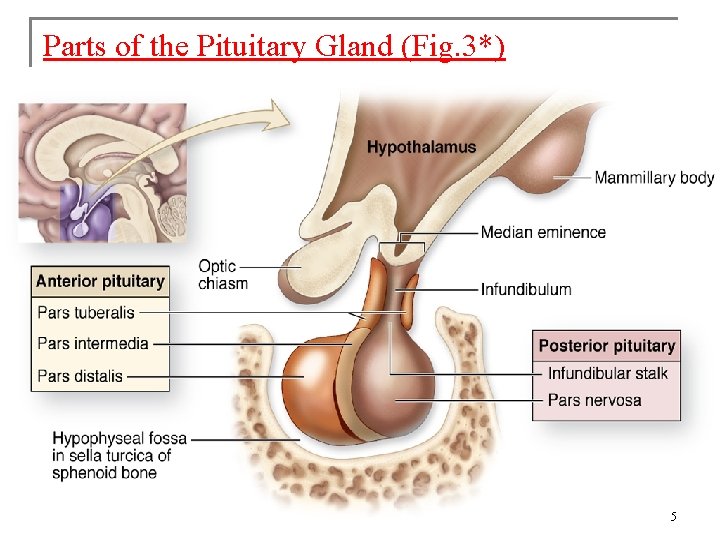 Parts of the Pituitary Gland (Fig. 3*) 5 