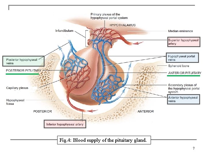 Fig. 4: Blood supply of the pituitary gland. 7 