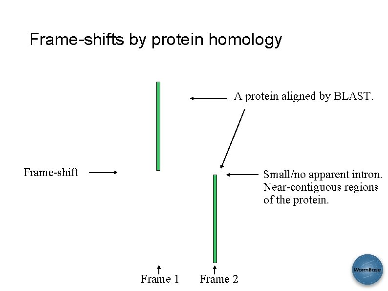 Frame-shifts by protein homology A protein aligned by BLAST. Frame-shift Small/no apparent intron. Near-contiguous