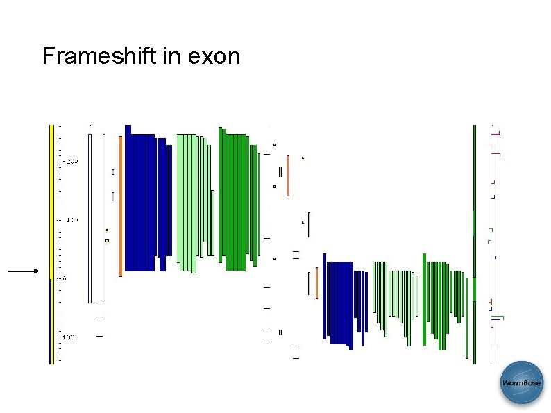 Frameshift in exon 