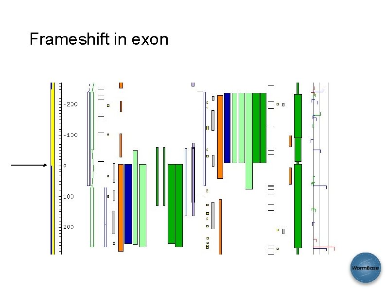 Frameshift in exon 