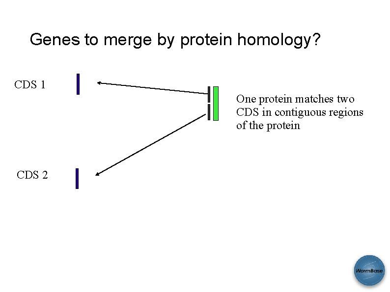 Genes to merge by protein homology? CDS 1 One protein matches two CDS in