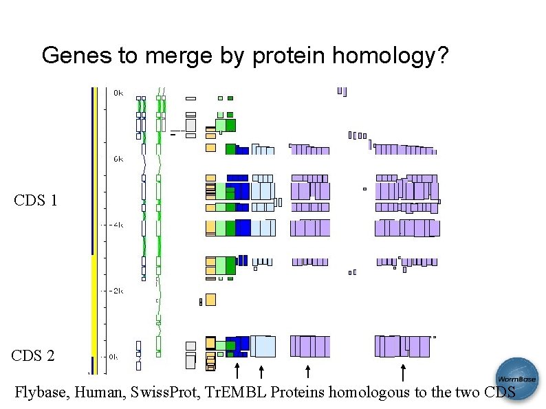 Genes to merge by protein homology? CDS 1 CDS 2 Flybase, Human, Swiss. Prot,