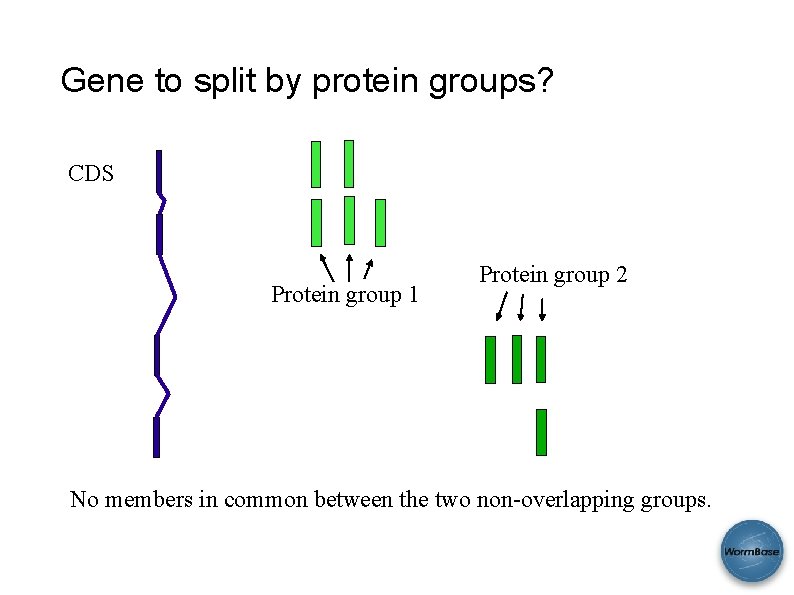 Gene to split by protein groups? CDS Protein group 1 Protein group 2 No