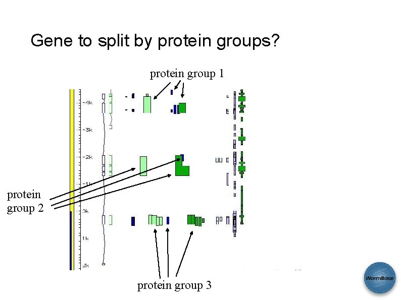 Gene to split by protein groups? protein group 1 protein group 2 protein group