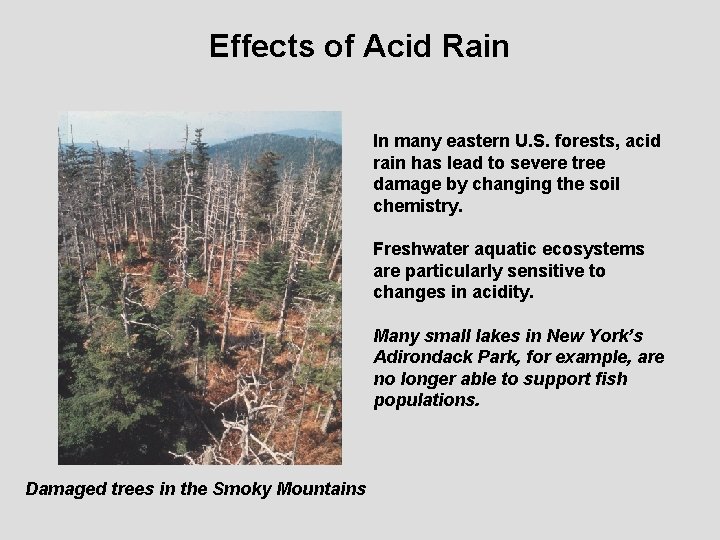 Effects of Acid Rain In many eastern U. S. forests, acid rain has lead