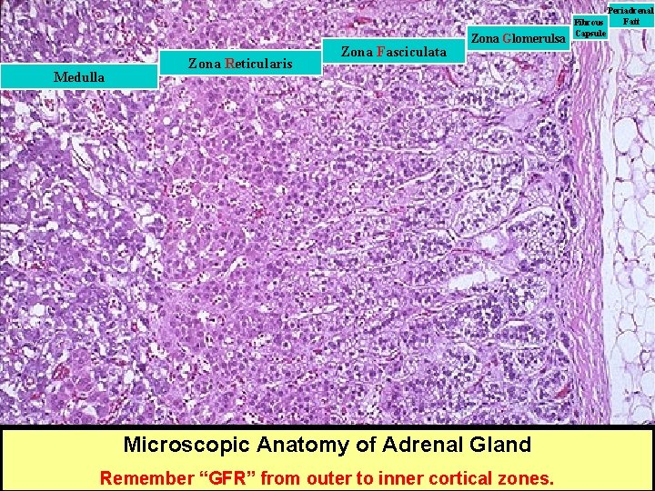 Medulla Zona Reticularis Zona Fasciculata Zona Glomerulsa Microscopic Anatomy of Adrenal Gland Remember “GFR”