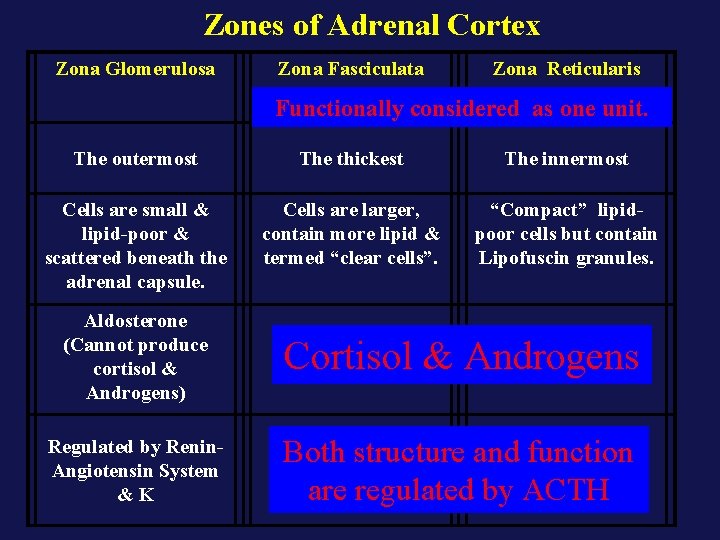 Zones of Adrenal Cortex Zona Glomerulosa Zona Fasciculata Zona Reticularis Functionally considered as one