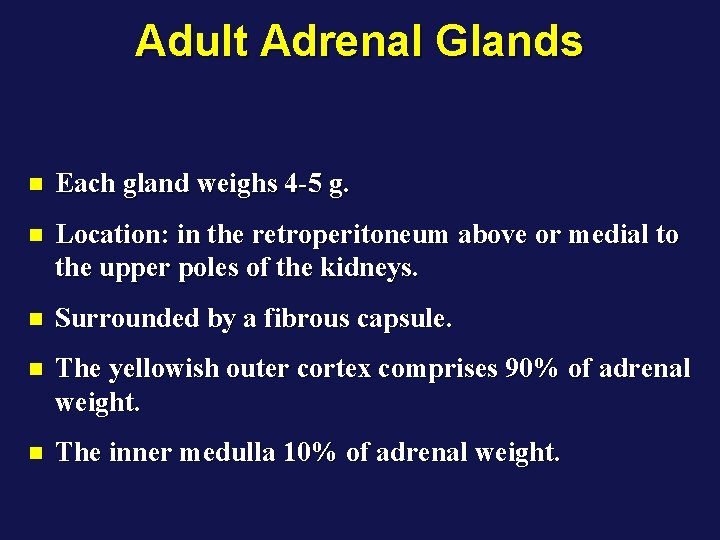 Adult Adrenal Glands n Each gland weighs 4 -5 g. n Location: in the
