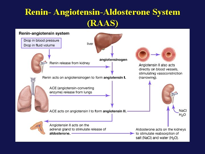 Renin- Angiotensin-Aldosterone System (RAAS) 