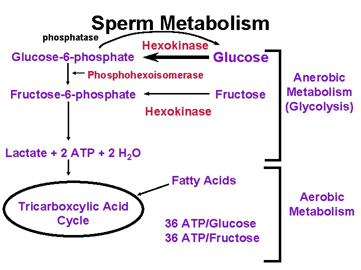 Sperm Metabolism phosphatase Glucose-6 -phosphate Hexokinase Glucose Phosphohexoisomerase Fructose-6 -phosphate Fructose Hexokinase Anerobic Metabolism