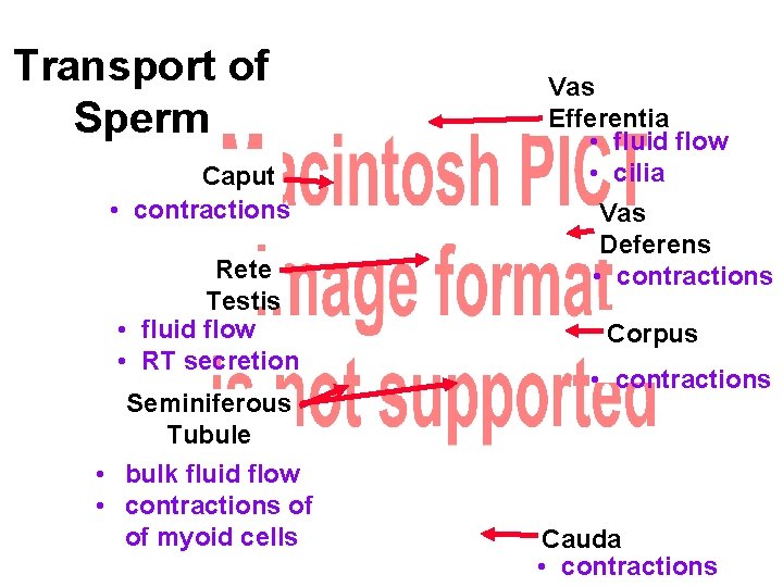 Transport of Sperm Caput • contractions Rete Testis • fluid flow • RT secretion