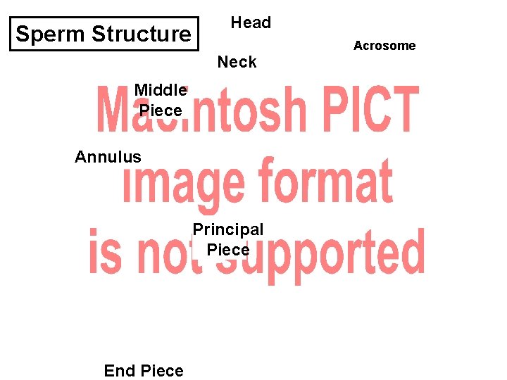 Sperm Structure Head Neck Middle Piece Annulus Principal Piece End Piece Acrosome 
