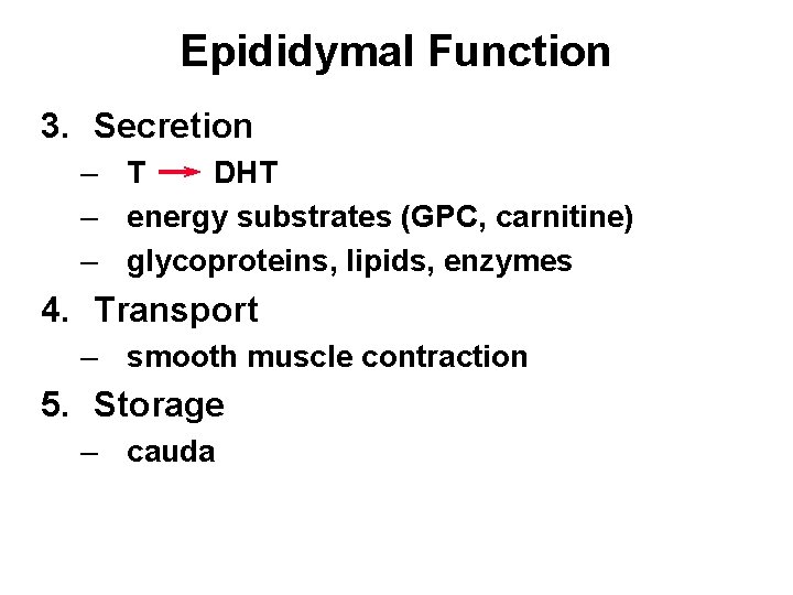 Epididymal Function 3. Secretion – T DHT – energy substrates (GPC, carnitine) – glycoproteins,