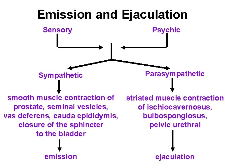 Emission and Ejaculation Sensory Psychic Sympathetic Parasympathetic smooth muscle contraction of prostate, seminal vesicles,