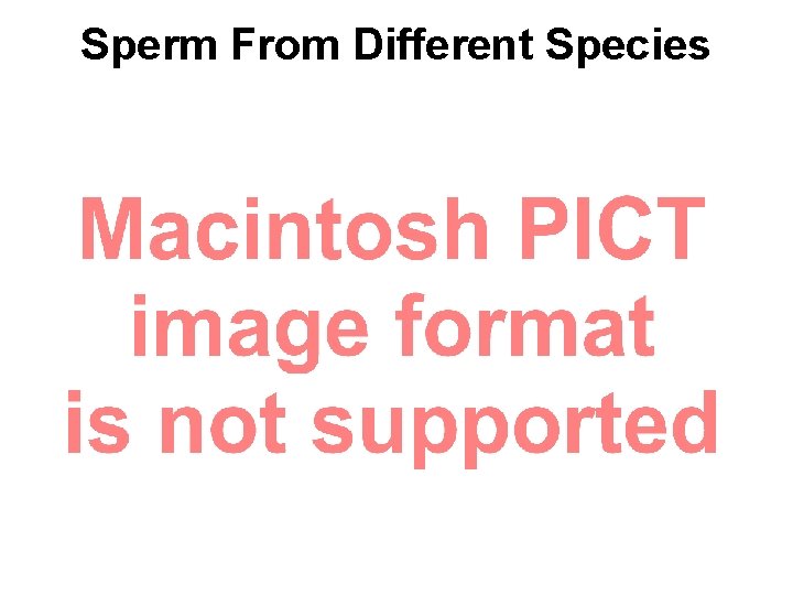 Sperm From Different Species 