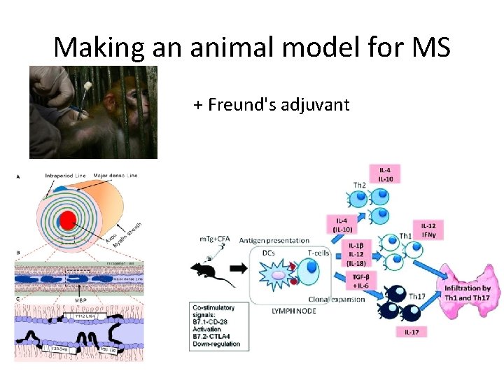 Making an animal model for MS + Freund's adjuvant 