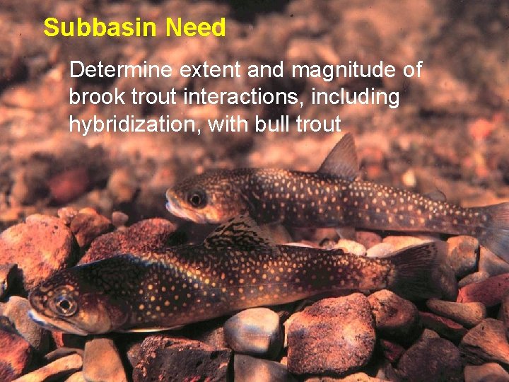 Subbasin Need Determine extent and magnitude of brook trout interactions, including hybridization, with bull