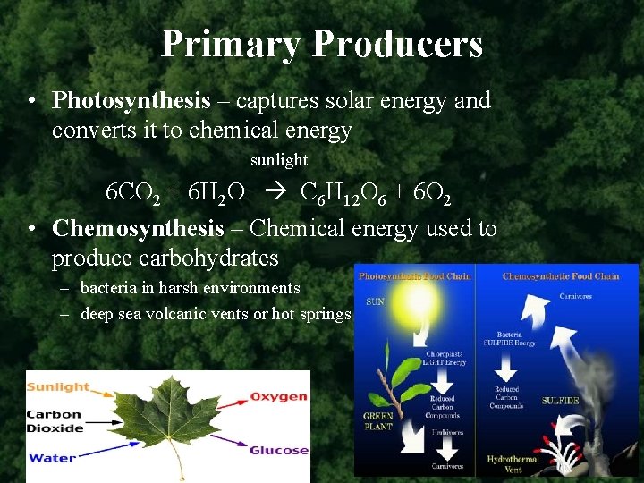 Primary Producers • Photosynthesis – captures solar energy and converts it to chemical energy
