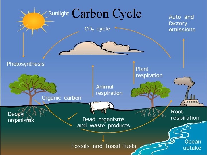 Carbon Cycle 