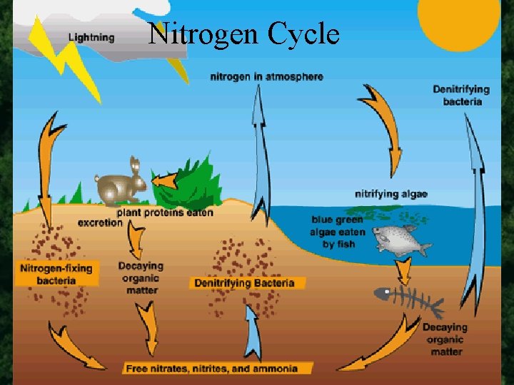 Nitrogen Cycle 