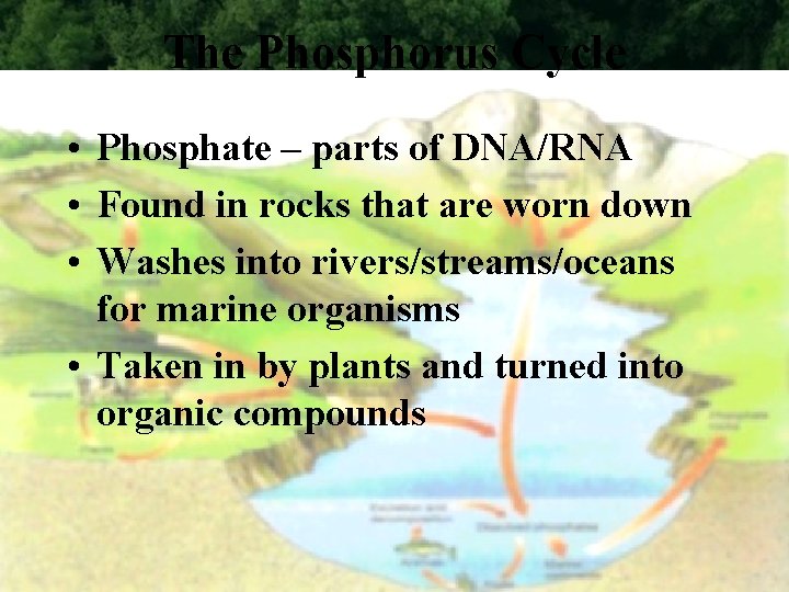 The Phosphorus Cycle • Phosphate – parts of DNA/RNA • Found in rocks that